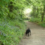 Footpath through to Cellars with Bendix