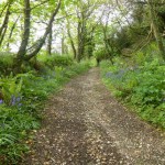 Footpath through the wood